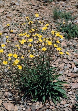 APII jpeg image of Picris angustifolia subsp. merxmuelleri  © contact APII