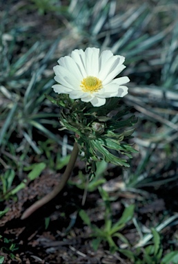 APII jpeg image of Ranunculus anemoneus  © contact APII