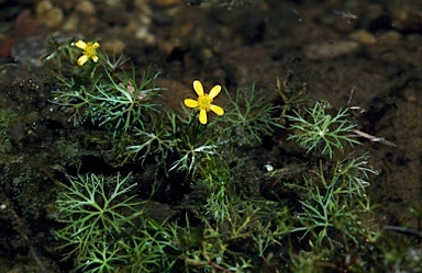 APII jpeg image of Ranunculus inundatus  © contact APII