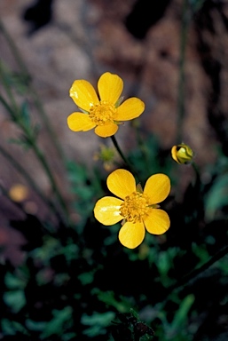 APII jpeg image of Ranunculus lappaceus  © contact APII