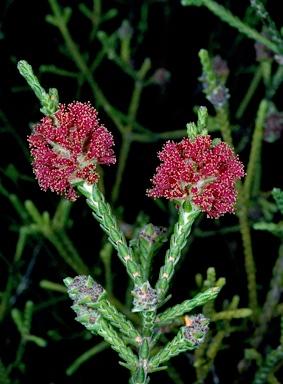 APII jpeg image of Regelia cymbifolia  © contact APII