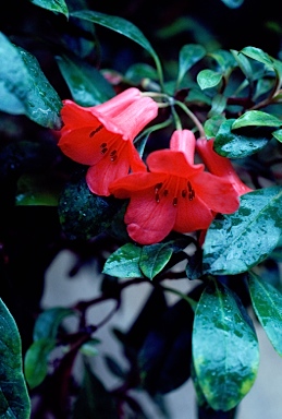 APII jpeg image of Rhododendron viriosum  © contact APII