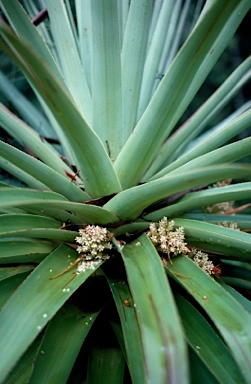 APII jpeg image of Richea pandanifolia  © contact APII