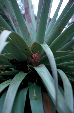 APII jpeg image of Richea pandanifolia  © contact APII