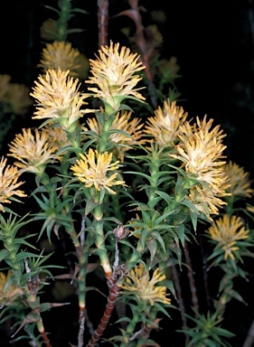 APII jpeg image of Richea procera  © contact APII