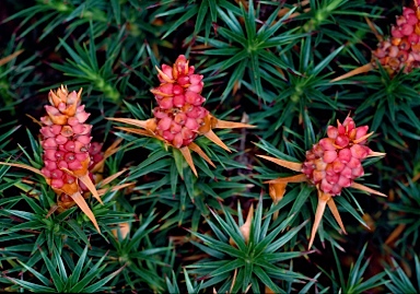 APII jpeg image of Richea scoparia  © contact APII