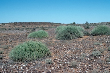 APII jpeg image of Cynanchum viminale subsp. australe  © contact APII