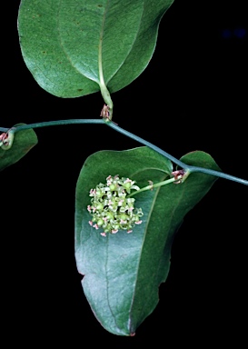 APII jpeg image of Smilax australis  © contact APII