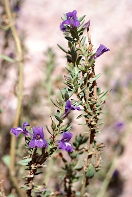 APII jpeg image of Stemodia florulenta  © contact APII