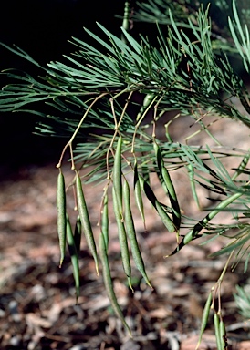 APII jpeg image of Stenocarpus angustifolius  © contact APII