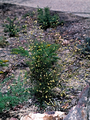 APII jpeg image of Stirlingia tenuifolia  © contact APII