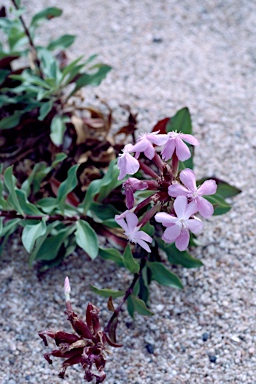 APII jpeg image of Saponaria officinalis  © contact APII