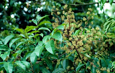 APII jpeg image of Schefflera versteegii  © contact APII