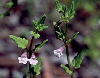 APII jpeg image of Scutellaria mollis  © contact APII