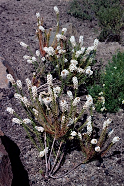 APII jpeg image of Sphenotoma dracophylloides  © contact APII