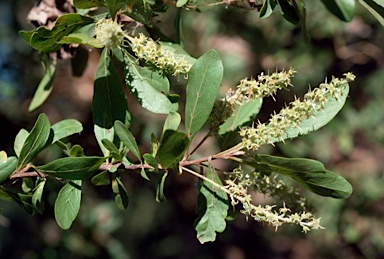 APII jpeg image of Terminalia bursarina  © contact APII