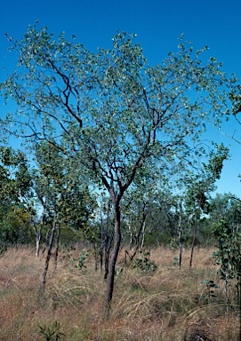 APII jpeg image of Terminalia canescens  © contact APII