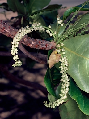 APII jpeg image of Terminalia catappa  © contact APII