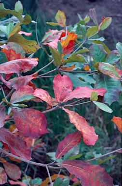 APII jpeg image of Terminalia catappa  © contact APII