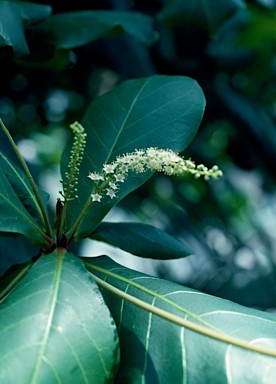 APII jpeg image of Terminalia catappa  © contact APII