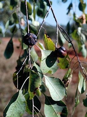 APII jpeg image of Terminalia fitzgeraldii  © contact APII