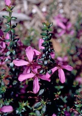 APII jpeg image of Tetratheca thymifolia  © contact APII