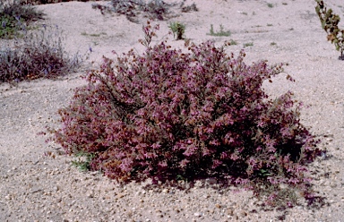 APII jpeg image of Lysiosepalum involucratum  © contact APII