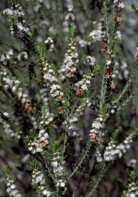 APII jpeg image of Thryptomene australis  © contact APII