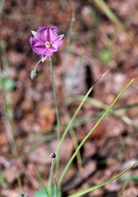 APII jpeg image of Thysanotus chinensis  © contact APII