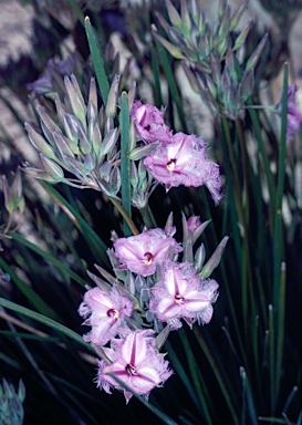 APII jpeg image of Thysanotus multiflorus  © contact APII