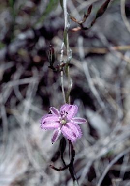 APII jpeg image of Thysanotus patersonii  © contact APII