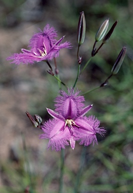 APII jpeg image of Thysanotus tuberosus  © contact APII