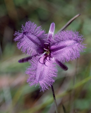 APII jpeg image of Thysanotus tuberosus subsp. tuberosus  © contact APII