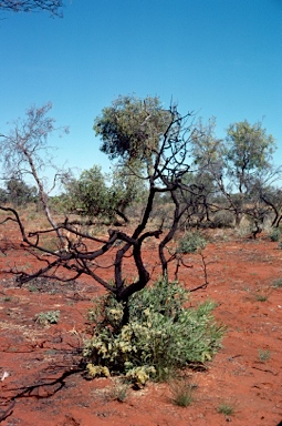 APII jpeg image of Grevillea striata  © contact APII