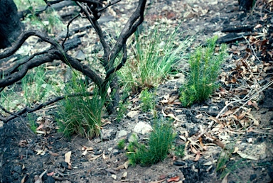 APII jpeg image of Hakea sericea  © contact APII