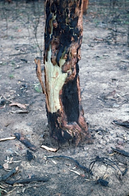 APII jpeg image of Eucalyptus rossii  © contact APII