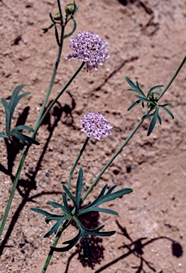 APII jpeg image of Trachymene cyanantha  © contact APII