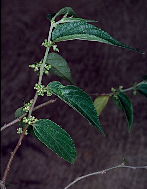 APII jpeg image of Trema tomentosa var. aspera  © contact APII