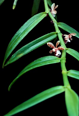 APII jpeg image of Trichoglottis sp.  © contact APII