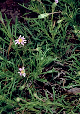 APII jpeg image of Vittadinia burbidgeae  © contact APII