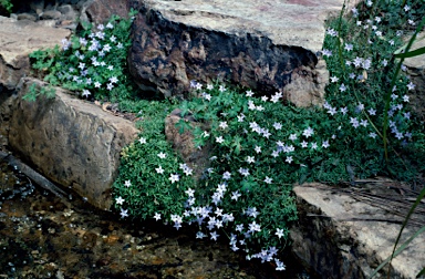 APII jpeg image of Wahlenbergia glabra  © contact APII