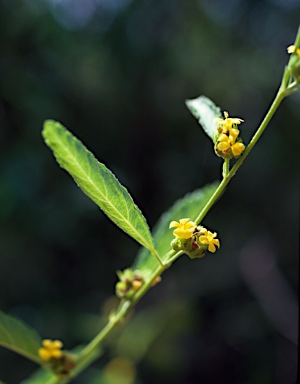 APII jpeg image of Waltheria indica  © contact APII