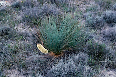 APII jpeg image of Xanthorrhoea nana  © contact APII