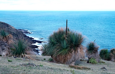 APII jpeg image of Xanthorrhoea semiplana subsp. tateana  © contact APII