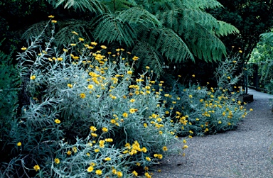 APII jpeg image of Xerochrysum sp. Mt Merino (S.T.Blake 22869)  © contact APII