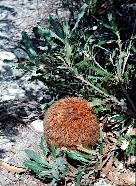 APII jpeg image of Banksia baueri  © contact APII