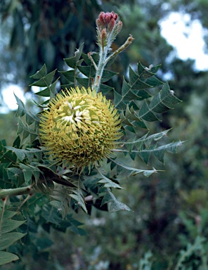 APII jpeg image of Banksia baxteri  © contact APII