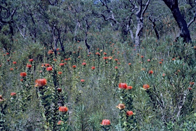 APII jpeg image of Banksia coccinea  © contact APII