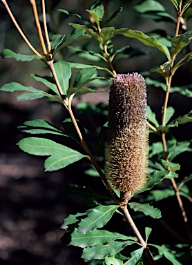 APII jpeg image of Banksia conferta  © contact APII