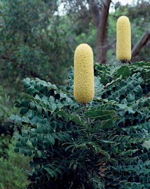 APII jpeg image of Banksia grandis  © contact APII